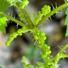 Urtica incisa (Stinging Nettle) at Kangaroo Valley, NSW - 10 Oct 2024 by lbradley