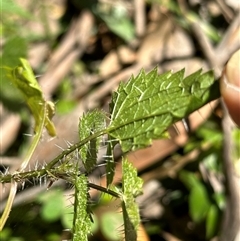 Urtica incisa at Kangaroo Valley, NSW - suppressed