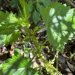 Urtica incisa at Kangaroo Valley, NSW - suppressed