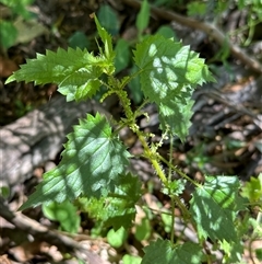 Urtica incisa at Kangaroo Valley, NSW - 10 Oct 2024