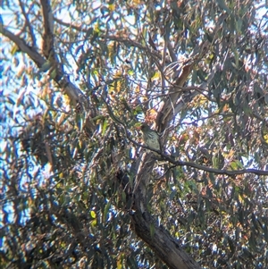 Oriolus sagittatus (Olive-backed Oriole) at Wymah, NSW by Darcy