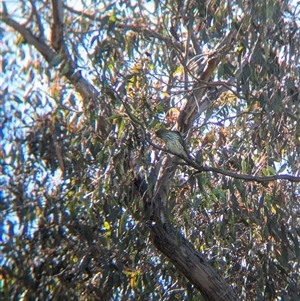 Oriolus sagittatus at Wymah, NSW - 9 Oct 2024