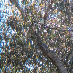 Oriolus sagittatus at Wymah, NSW - 9 Oct 2024 10:36 AM