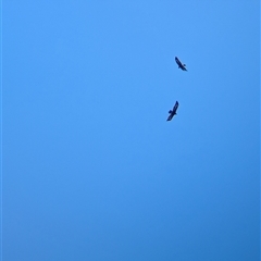 Aquila audax (Wedge-tailed Eagle) at Wymah, NSW - 8 Oct 2024 by Darcy