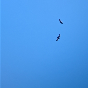 Aquila audax (Wedge-tailed Eagle) at Wymah, NSW by Darcy