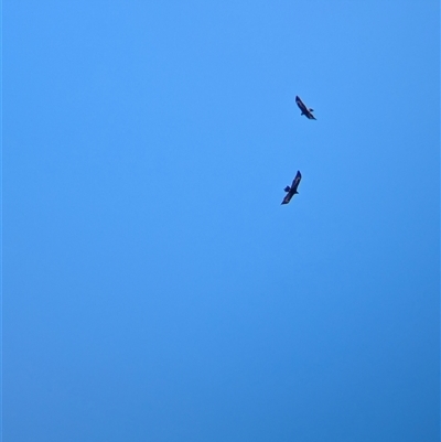 Aquila audax (Wedge-tailed Eagle) at Wymah, NSW - 9 Oct 2024 by Darcy