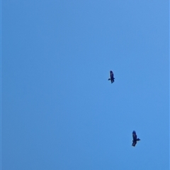 Aquila audax at Wymah, NSW - 9 Oct 2024 10:57 AM