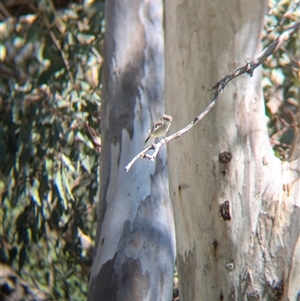 Microeca fascinans (Jacky Winter) at Wymah, NSW by Darcy