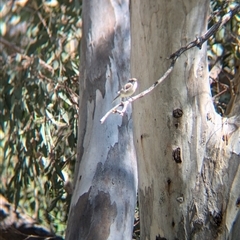 Microeca fascinans at Wymah, NSW - 9 Oct 2024