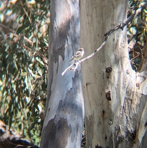 Microeca fascinans at Wymah, NSW - 9 Oct 2024 11:37 AM