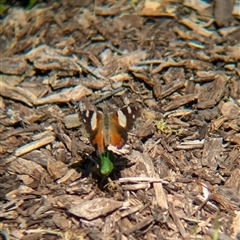 Vanessa itea (Yellow Admiral) at Wymah, NSW - 9 Oct 2024 by Darcy