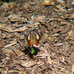 Vanessa itea (Yellow Admiral) at Wymah, NSW by Darcy