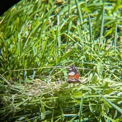 Vanessa itea at Wymah, NSW - 9 Oct 2024 01:48 PM