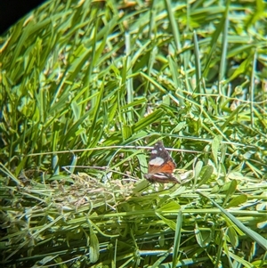 Vanessa itea at Wymah, NSW - 9 Oct 2024 01:48 PM