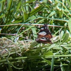 Vanessa itea at Wymah, NSW - 9 Oct 2024 01:48 PM