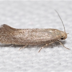 Orescoa orites (A concealer moth) at Jerrabomberra, NSW - 9 Oct 2024 by DianneClarke