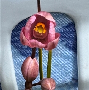 Thelymitra rubra at Yanakie, VIC - suppressed