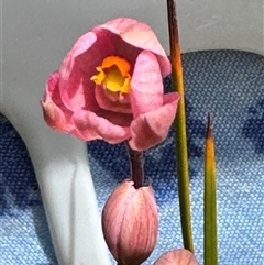 Thelymitra rubra at Yanakie, VIC - suppressed