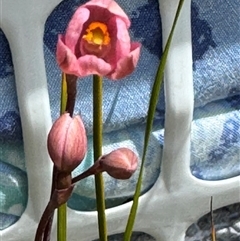 Thelymitra rubra at Yanakie, VIC - suppressed