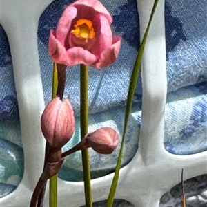 Thelymitra rubra at Yanakie, VIC - suppressed
