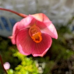 Thelymitra rubra (Salmon Sun Orchid) at Yanakie, VIC - 10 Oct 2024 by Louisab