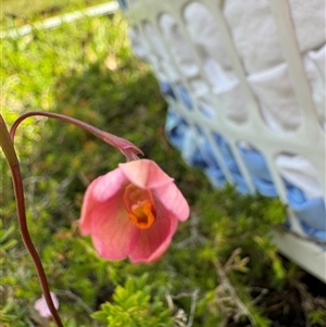 Thelymitra rubra at Yanakie, VIC - 10 Oct 2024