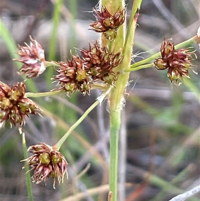 Luzula meridionalis (Common Woodrush) at Googong, NSW - 9 Oct 2024 by JaneR