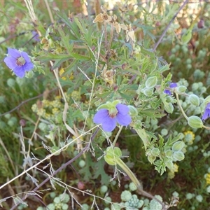 Erodium sp. at Inggarda, WA by Paul4K