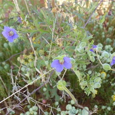 Erodium sp. at Inggarda, WA - 9 Sep 2024 by Paul4K