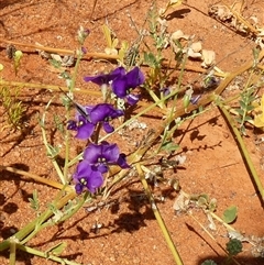 Unidentified Other Wildflower or Herb at Inggarda, WA - 9 Sep 2024 by Paul4K