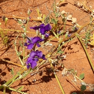 Unidentified Other Wildflower or Herb at Inggarda, WA by Paul4K