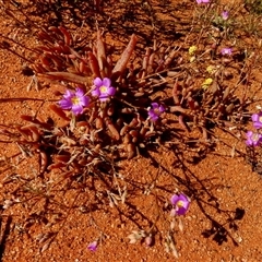 Calandrinia sp. at Inggarda, WA - 9 Sep 2024 by Paul4K