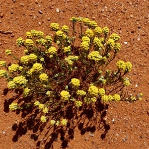 Unidentified Other Wildflower or Herb at Inggarda, WA by Paul4K