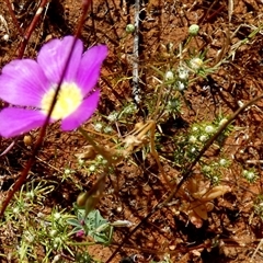 Unidentified Other Wildflower or Herb at Wooramel, WA - 9 Sep 2024 by Paul4K