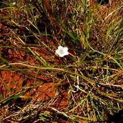 Unidentified Other Wildflower or Herb at Wooramel, WA - 9 Sep 2024 by Paul4K