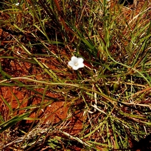 Unidentified Other Wildflower or Herb at Wooramel, WA by Paul4K