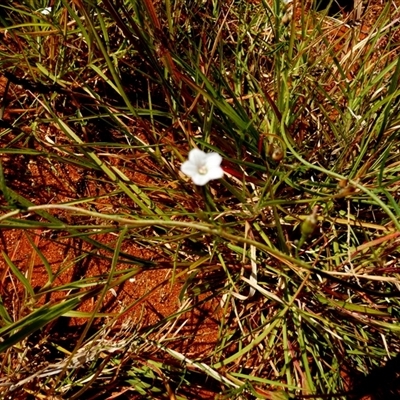 Unidentified Other Wildflower or Herb at Wooramel, WA - 9 Sep 2024 by Paul4K