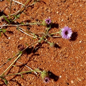 Unidentified Other Wildflower or Herb at Wooramel, WA by Paul4K