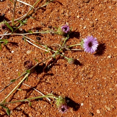 Unidentified Other Wildflower or Herb at Wooramel, WA - 9 Sep 2024 by Paul4K