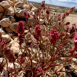 Rumex vesicarius at Wooramel, WA by Paul4K