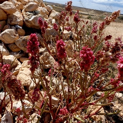 Rumex vesicarius at Wooramel, WA - 9 Sep 2024 by Paul4K