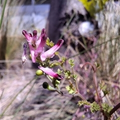 Fumaria muralis subsp. muralis (Wall Fumitory) at Chifley, ACT - 10 Oct 2024 by RomanSoroka