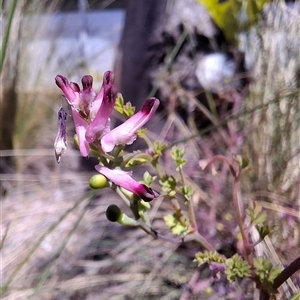 Fumaria muralis subsp. muralis at Chifley, ACT - 10 Oct 2024