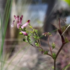 Fumaria muralis subsp. muralis at Chifley, ACT - 10 Oct 2024