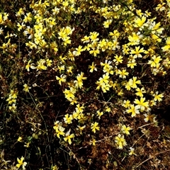 Unidentified Other Wildflower or Herb at Hamelin Pool, WA - 9 Sep 2024 by Paul4K