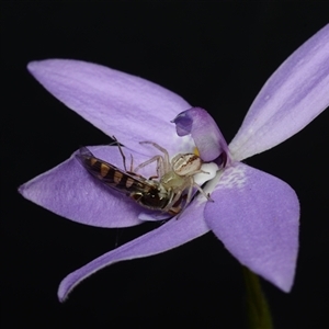 Glossodia major at Acton, ACT - 9 Oct 2024