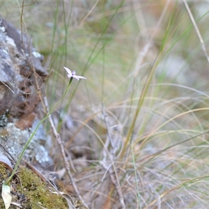 Glossodia major at Acton, ACT - 9 Oct 2024