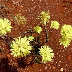 Unidentified Other Wildflower or Herb at Hamelin Pool, WA - 9 Sep 2024 by Paul4K