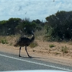 Dromaius novaehollandiae (Emu) at Denham, WA - 9 Sep 2024 by Paul4K