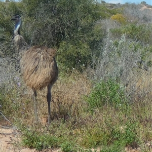 Dromaius novaehollandiae at Denham, WA - 9 Sep 2024